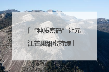 “种质密码”让元江芒果甜蜜持续