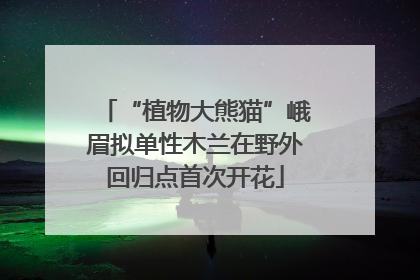 “植物大熊猫”峨眉拟单性木兰在野外回归点首次开花