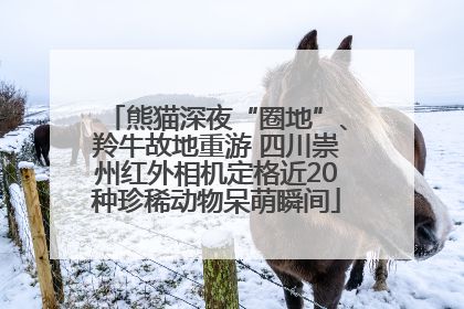 熊猫深夜“圈地”、羚牛故地重游 四川崇州红外相机定格近20种珍稀动物呆萌瞬间
