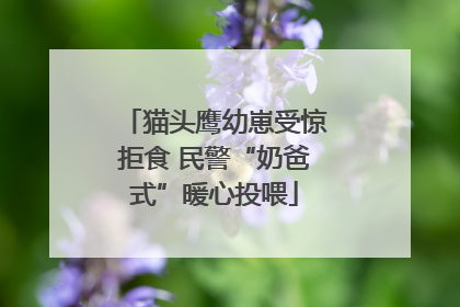 猫头鹰幼崽受惊拒食 民警“奶爸式”暖心投喂