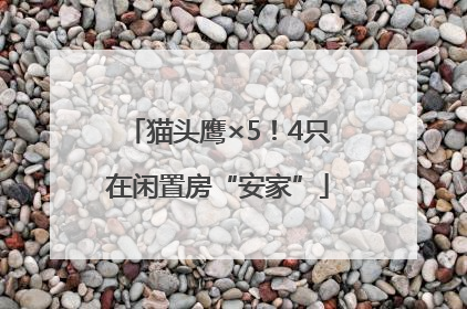 猫头鹰×5！4只在闲置房“安家”