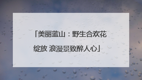 美丽蓝山：野生合欢花绽放 浪漫景致醉人心