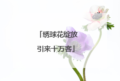 绣球花绽放 引来十万客