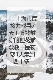 上海市民接力找寻7天！脸被射穿的狸花猫获救，医药费1天筹到四千多