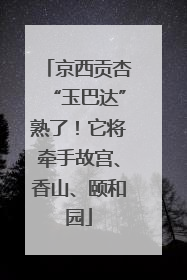 京西贡杏“玉巴达”熟了！它将牵手故宫、香山、颐和园