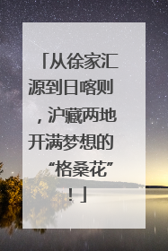 从徐家汇源到日喀则，沪藏两地开满梦想的“格桑花”！