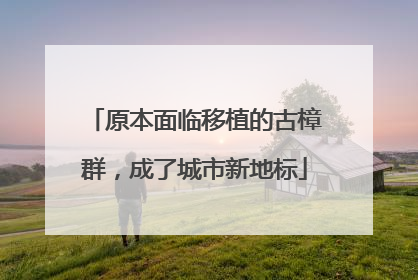 原本面临移植的古樟群，成了城市新地标