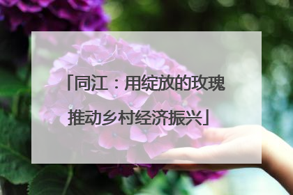 同江：用绽放的玫瑰 推动乡村经济振兴