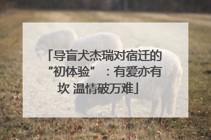 导盲犬杰瑞对宿迁的“初体验”：有爱亦有坎 温情破万难