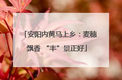 安阳内黄马上乡：麦穗飘香 “丰”景正好