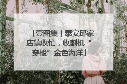 壹图集丨泰安邱家店镇收忙，收割机“穿梭”金色海洋