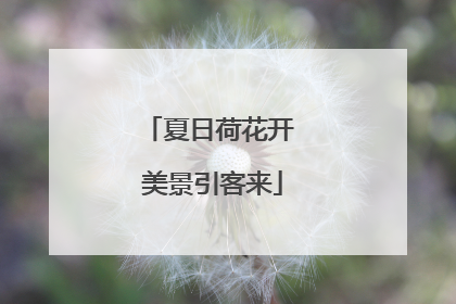 夏日荷花开 美景引客来