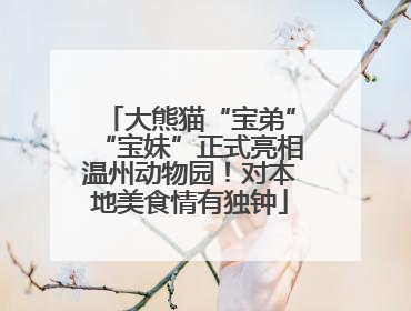 大熊猫“宝弟”“宝妹”正式亮相温州动物园！对本地美食情有独钟