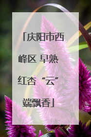 庆阳市西峰区 早熟红杏“云”端飘香