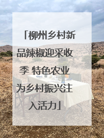 柳州乡村新品辣椒迎采收季 特色农业为乡村振兴注入活力