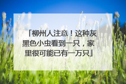 柳州人注意！这种灰黑色小虫看到一只，家里很可能已有一万只