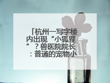 杭州一写字楼内出现“小狐狸”？兽医院院长：普通的宠物小狗，像狐狸犬