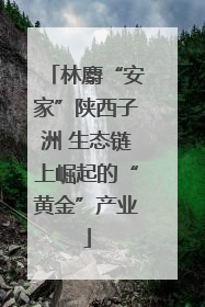 林麝“安家”陕西子洲 生态链上崛起的“黄金”产业