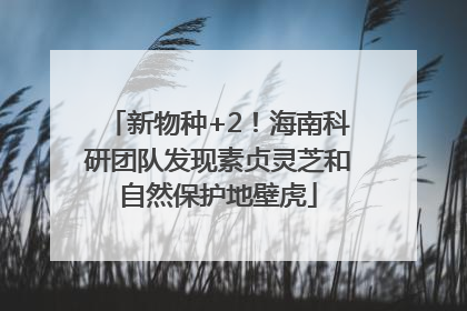 新物种+2！海南科研团队发现素贞灵芝和自然保护地壁虎