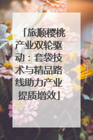 旅顺樱桃产业双轮驱动：套袋技术与精品路线助力产业提质增效
