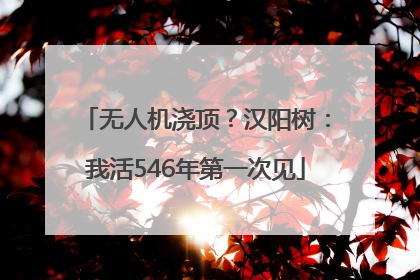 无人机浇顶？汉阳树：我活546年第一次见