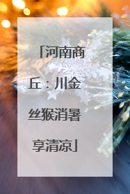 河南商丘：川金丝猴消暑享清凉