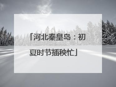 河北秦皇岛：初夏时节插秧忙