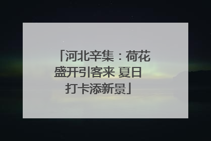 河北辛集：荷花盛开引客来 夏日打卡添新景