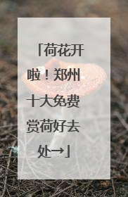 荷花开啦！郑州十大免费赏荷好去处→