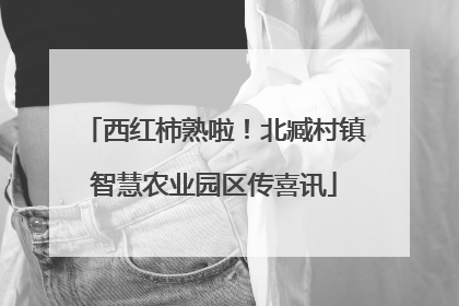 西红柿熟啦！北臧村镇智慧农业园区传喜讯