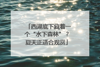 西湖底下藏着一个“水下森林”？夏天正适合观赏