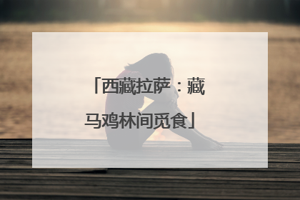 西藏拉萨：藏马鸡林间觅食
