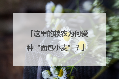 这里的粮农为何爱种“面包小麦”？