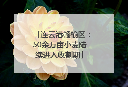 连云港赣榆区：50余万亩小麦陆续进入收割期