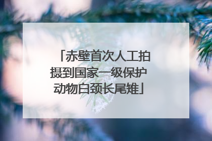 赤壁首次人工拍摄到国家一级保护动物白颈长尾雉