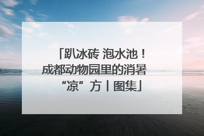 趴冰砖 泡水池！成都动物园里的消暑“凉”方丨图集