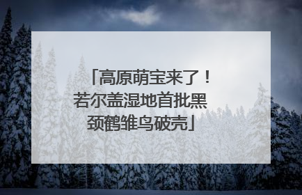 高原萌宝来了！若尔盖湿地首批黑颈鹤雏鸟破壳