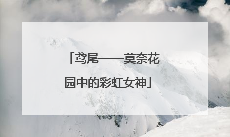 鸢尾——莫奈花园中的彩虹女神