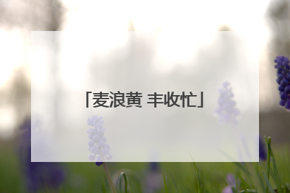 麦浪黄 丰收忙