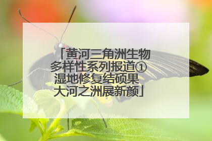 黄河三角洲生物多样性系列报道①湿地修复结硕果 大河之洲展新颜