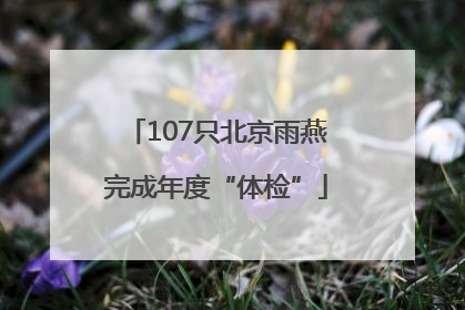 107只北京雨燕完成年度“体检”