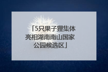 5只果子狸集体亮相湖南南山国家公园候选区